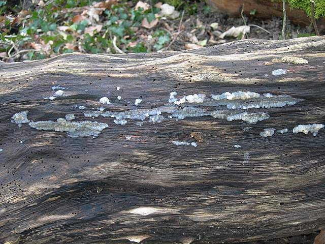 le  Specie  invernali  del  Leimental